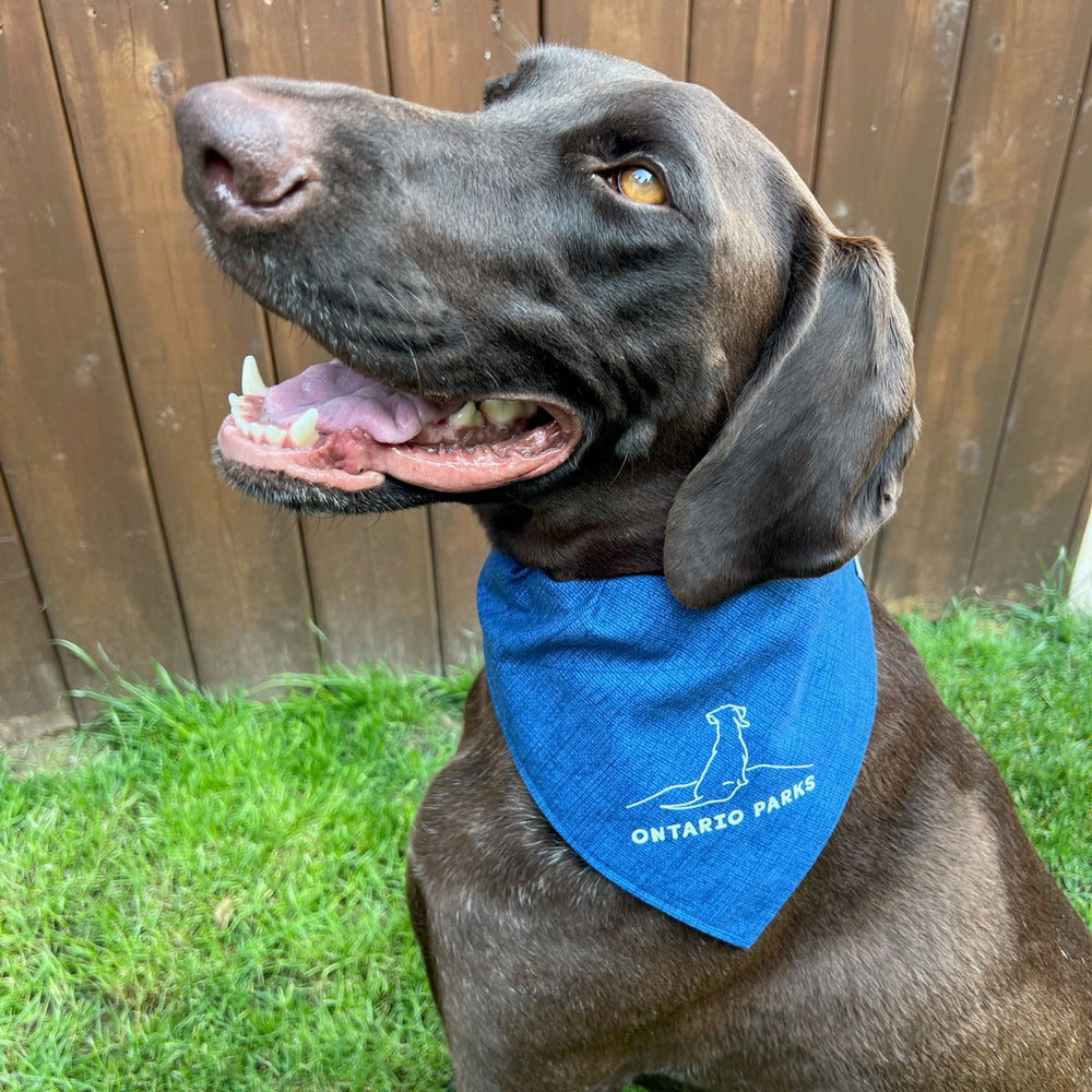 Large black dog wearing the Large OP Pet Bandana. A blue bandana with white line drawing of a dog and white text reading Ontario Parks, slips on the dogs collar. 