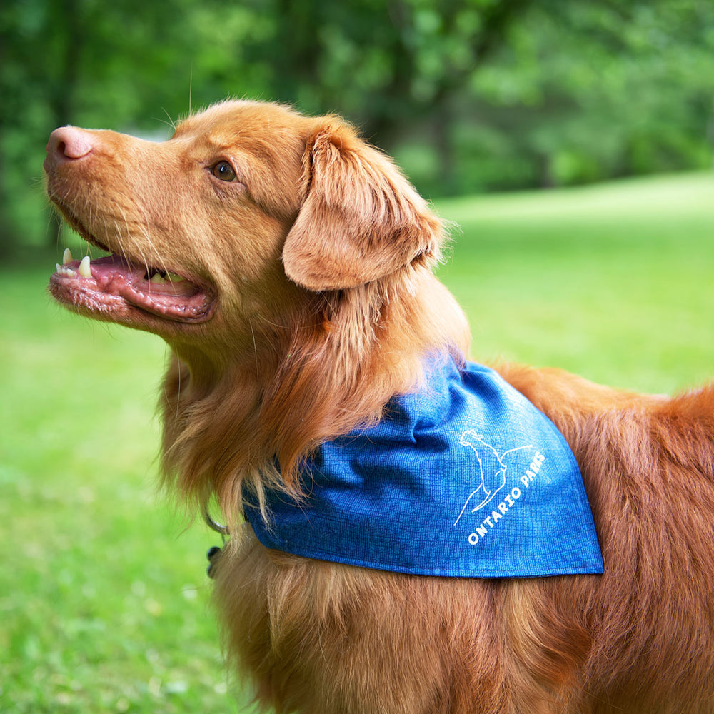 Large orange/brown dog wearing the Large OP Pet Bandana. A blue bandana with white line drawing of a dog and white text reading Ontario Parks, snaps around pet's neck.