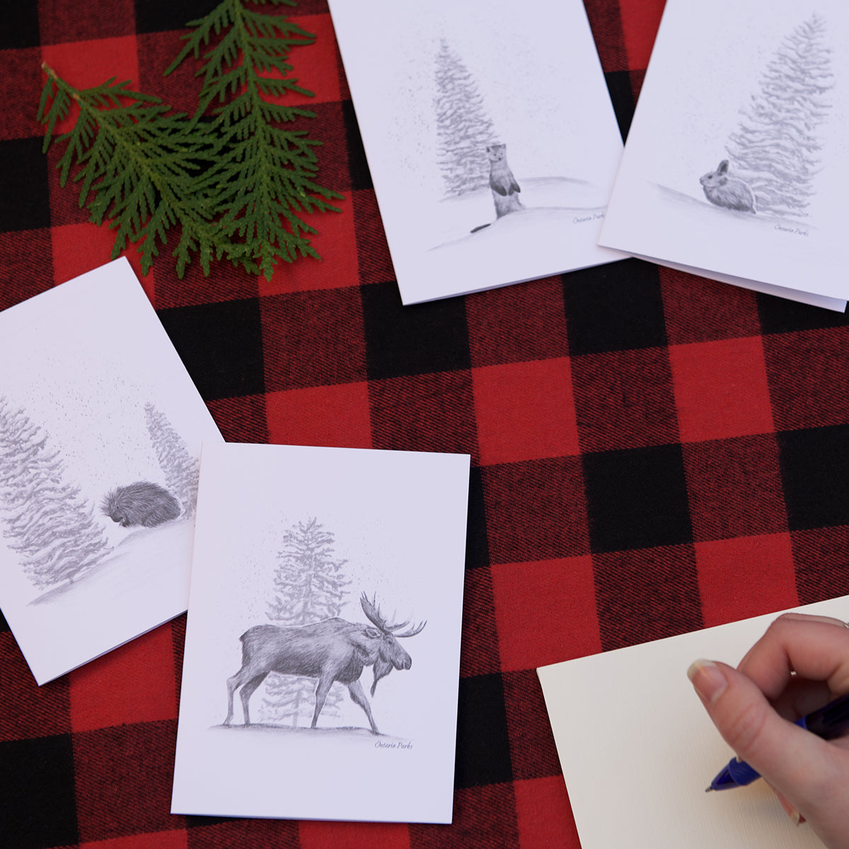 White greeting cards on buffalo plaid table cloth with evergreen leaves. 4 greeting cards with representations of Moose, Snowshoe Hare, Porcupine and Pine Marten. Hand writing on envelope with blue pen. 