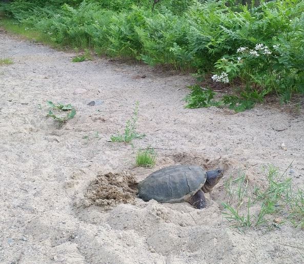 Turtle laying eggs in a hole it dug along the Pakeshkag Trail at Grundy Lake Provincial Park