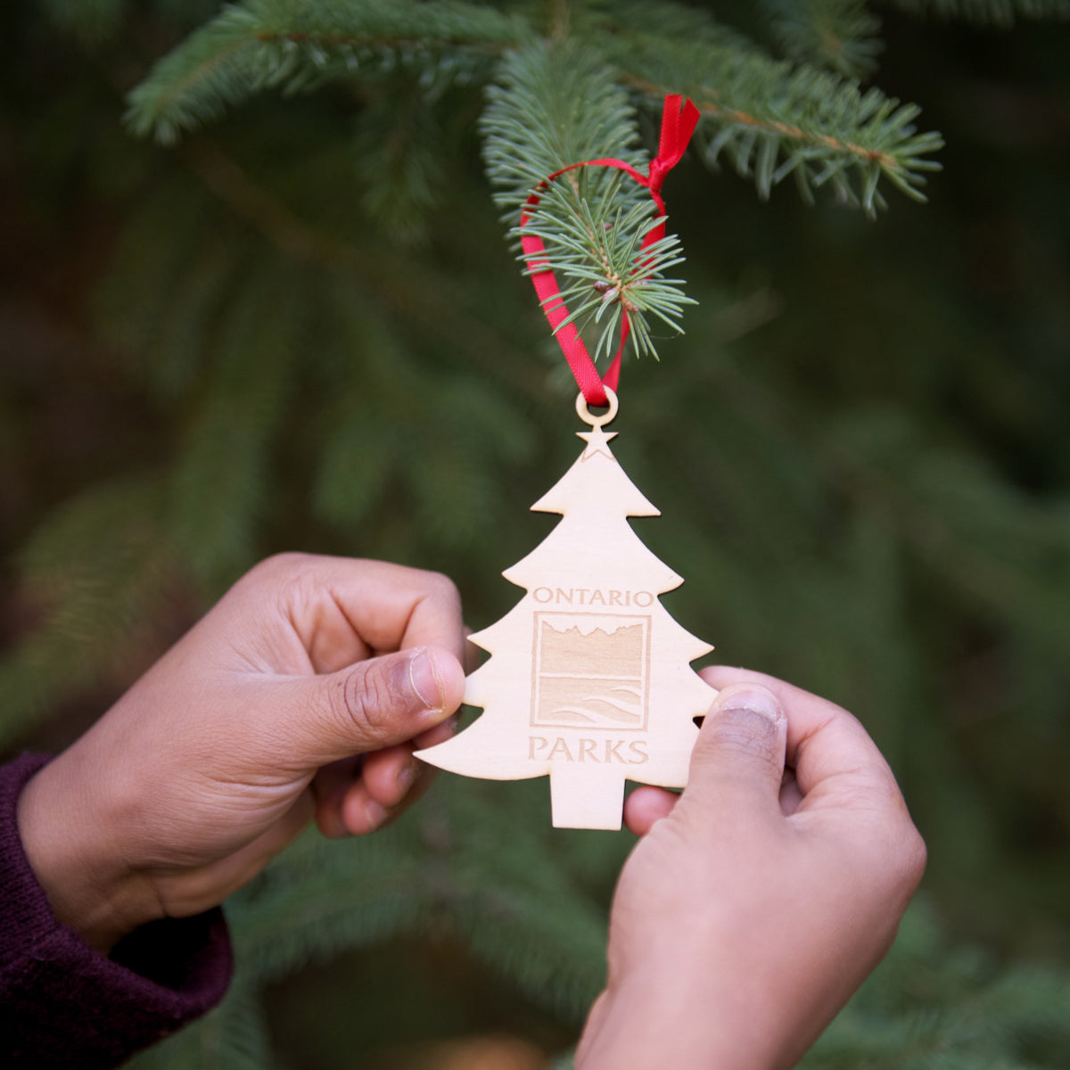 Child hanging ornament on pine tree. Ornament is tree shaped with star on top, Ontario Parks logo engraved in center with red ribbon