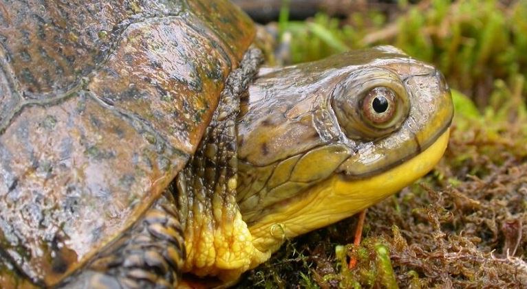 Close up picture of turtle face that looks like it's smiling